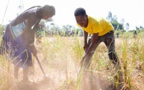 Afrique australe : des millions de personnes menacées par la faim alors que la période de soudure démarre