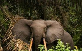 Le Gabon adopte une loi en faveur de la lutte contre les changements climatiques