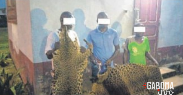 Mouila : 2 Maliens et un Gabonais saisis avec 20 dents et deux peaux de panthères