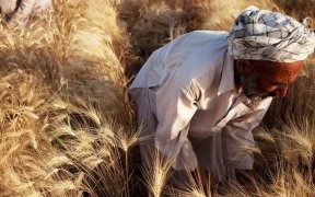 Les prix mondiaux des denrées alimentaires ont encore baissé en décembre