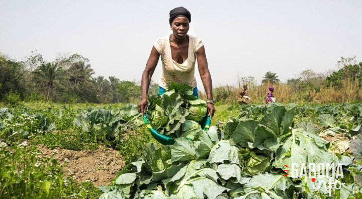 L’ONU plaide pour l’accès des femmes à l’égalité dans les systèmes agroalimentaires